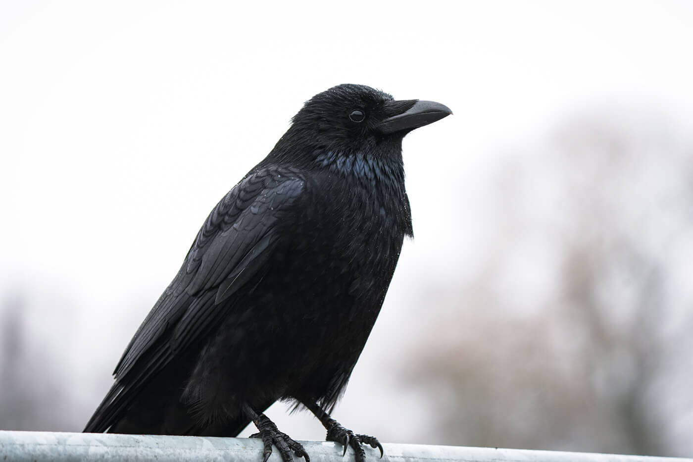 Tiererkennung AF Sony a7v