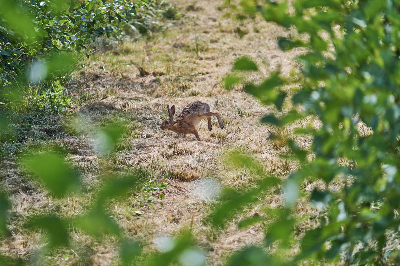 Sony 100-400mm f5.6-8 OSS Beispielfoto Wildlife