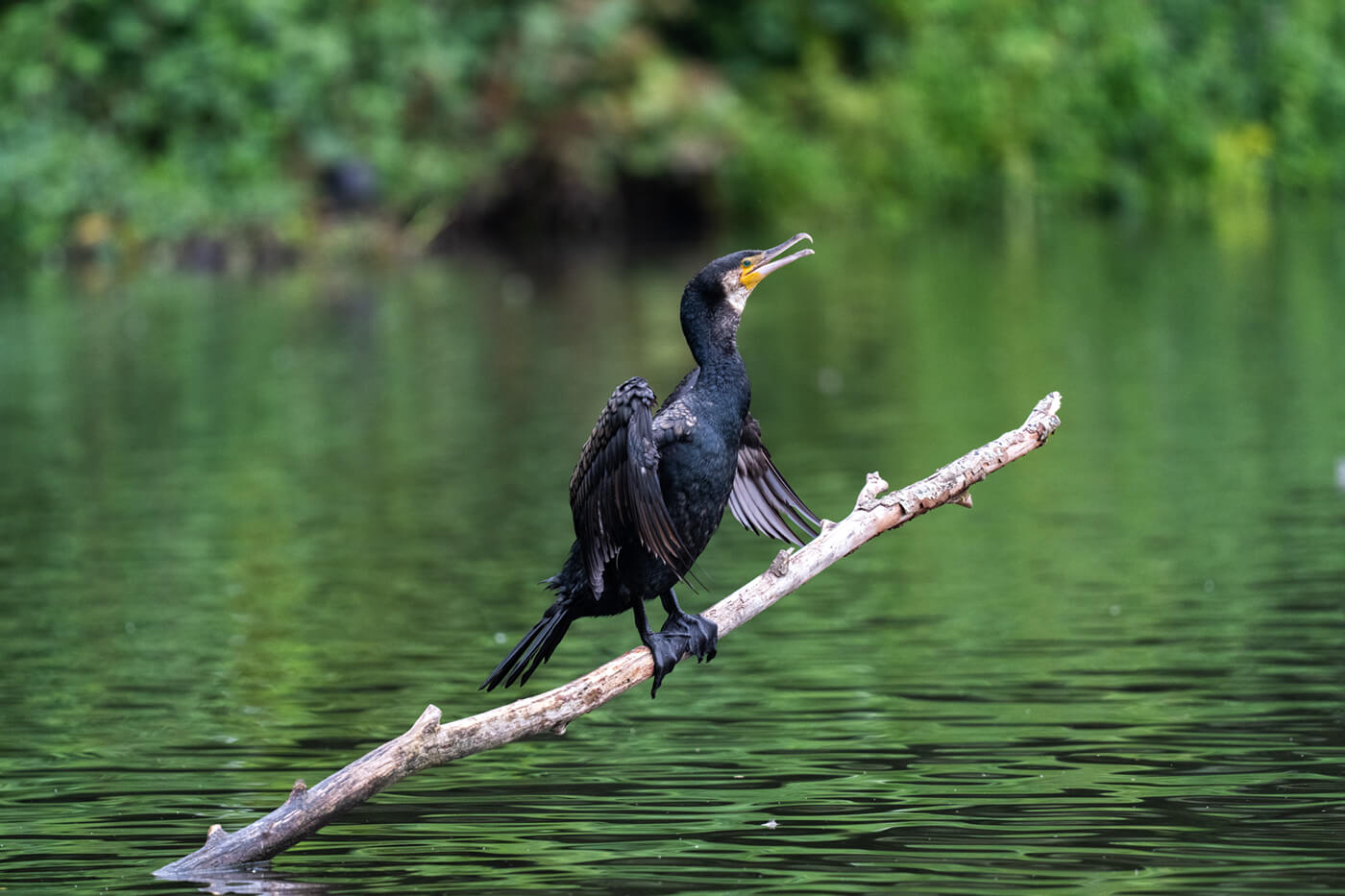 Sony 600mm f6,3 GM OSS Beispielfoto Wildlife