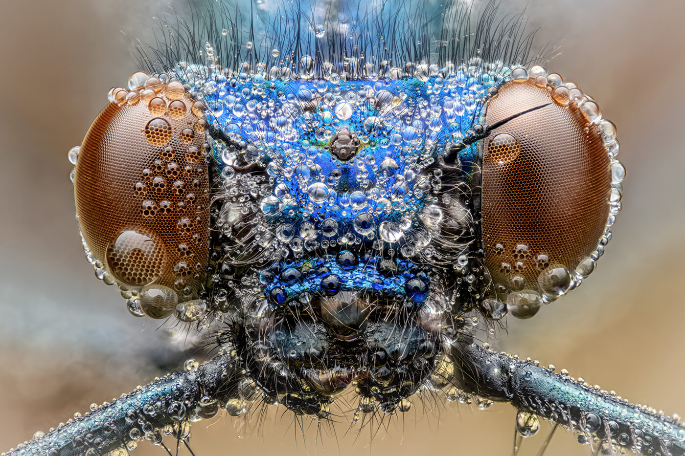 Makrofotografie von Florian Dzula