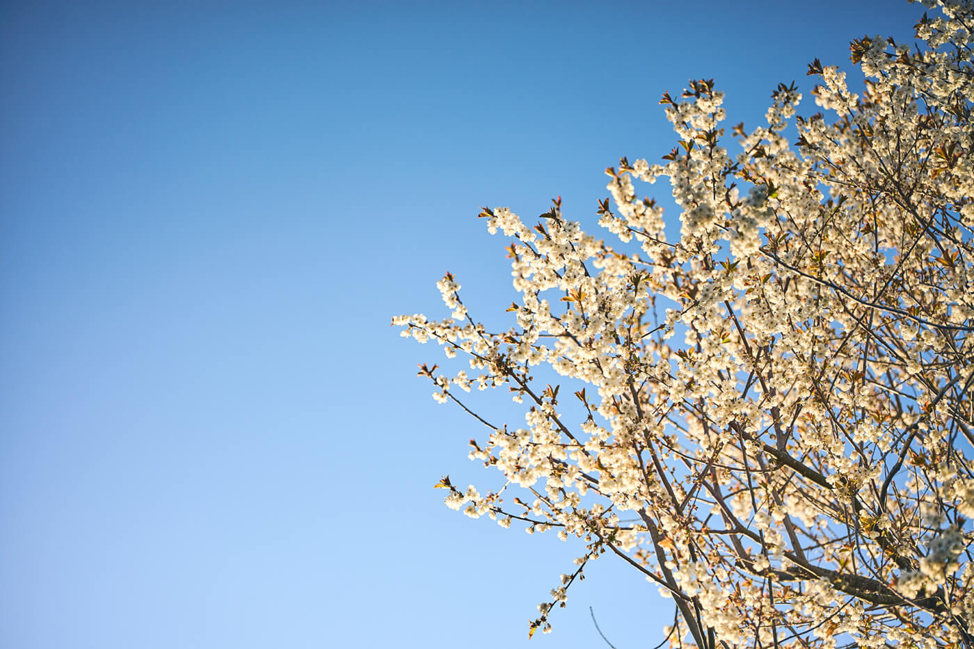 Viltrox 55mm f1.8 EVO - Starke Vignette