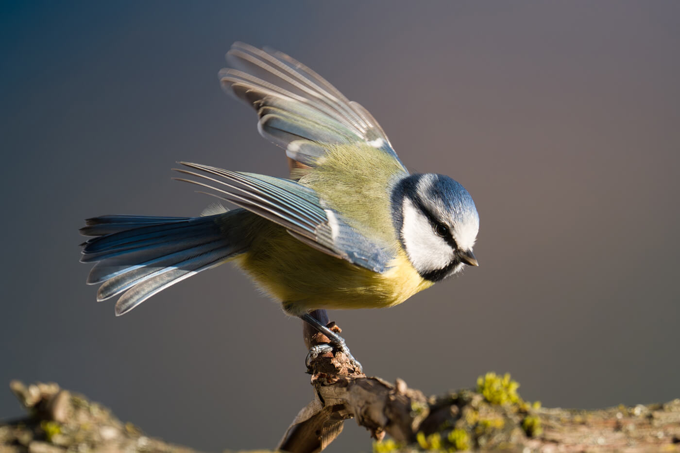 Wildlife Fotografie mit der Sony Alpha 7V