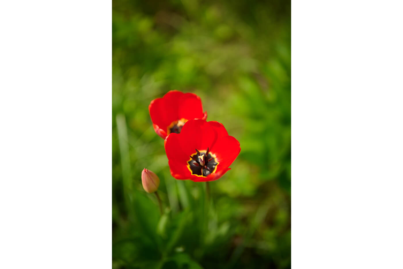 Viltrox 55mm f1.8 EVO- Testaufnahme Nahaufnahme