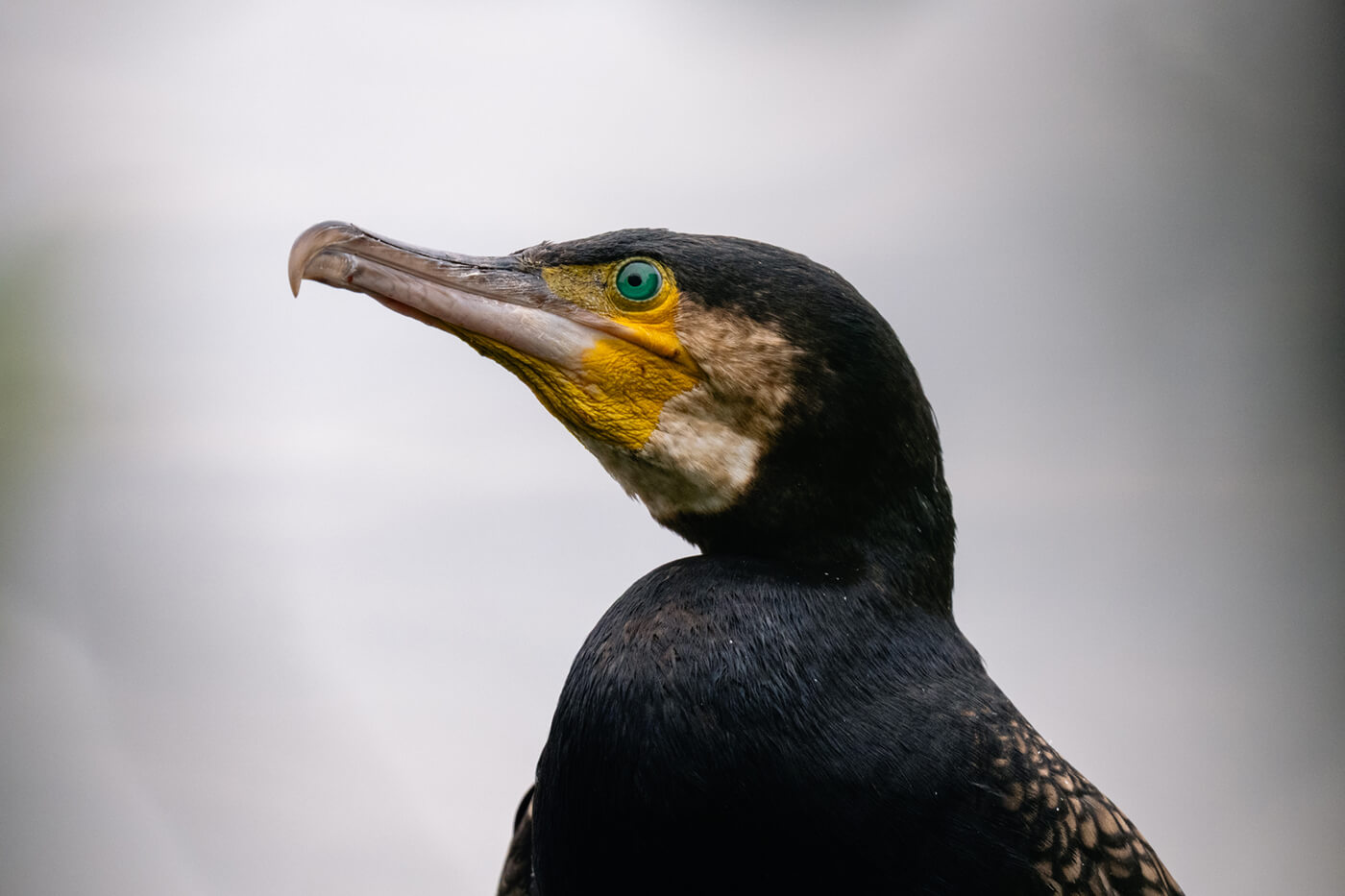 Sony 600mm f6,3 GM OSS Beispielfoto Birding
