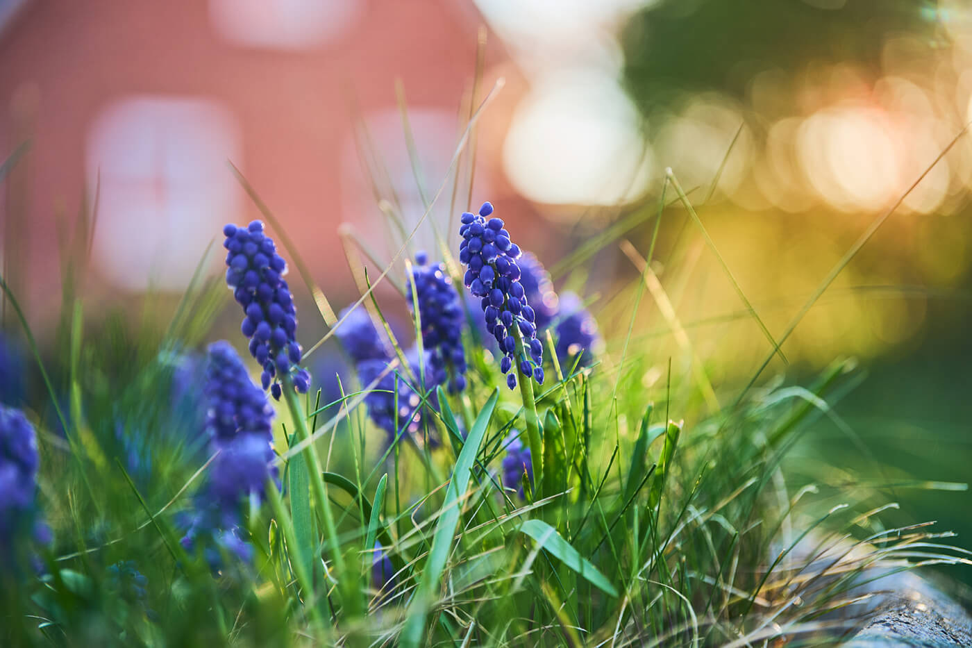 Viltrox 55mm f1.8 EVO - naheinstellgrenze 43cm