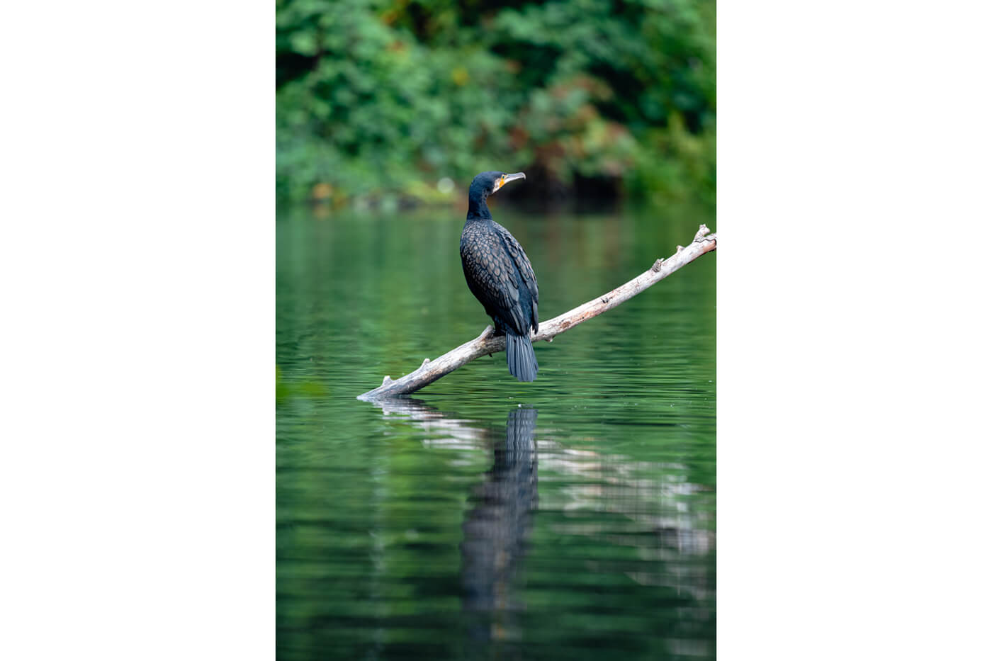 Sony 400mm f4,5 GM OSS Beispielfoto Wilflife