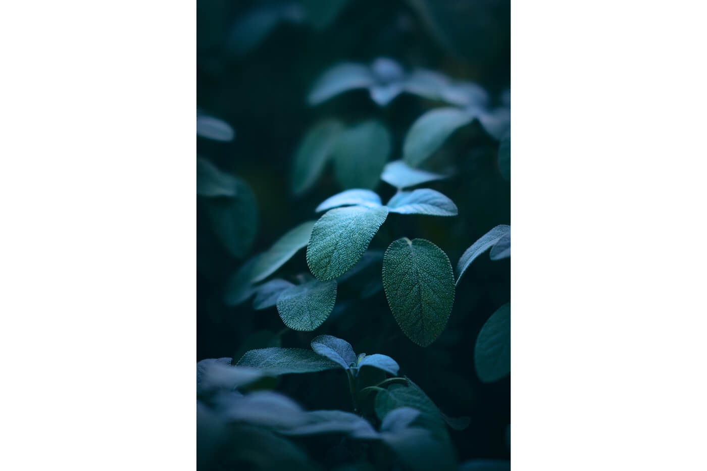 Sony a7V Crop Möglichkeiten