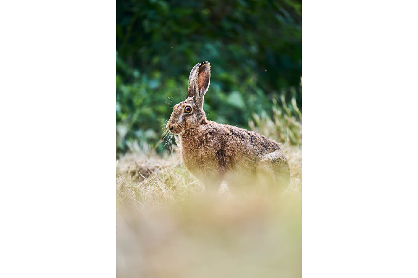 Sony 100-400mm f5.6-8 OSS Beispielfoto Wilflife Hase