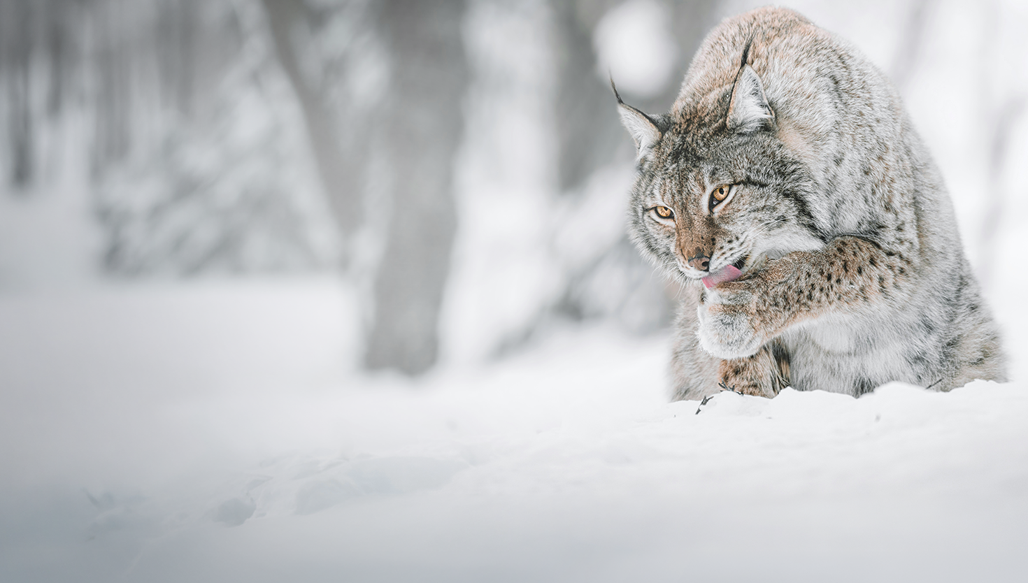 Sony Winter-Cashback