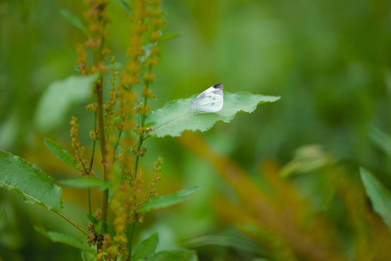 Sigma 85mm F1.2 DG Art mit kompromissloser Auflösung 