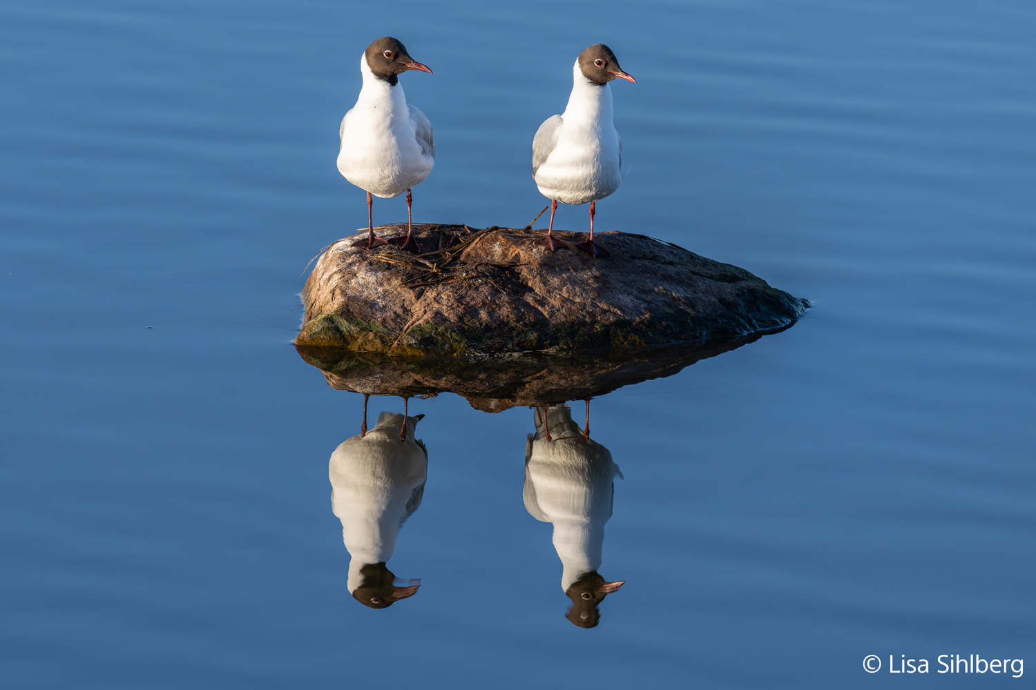 Vogelfotografie mit dem Sony FE 100–400mm F4.5 GM OSS