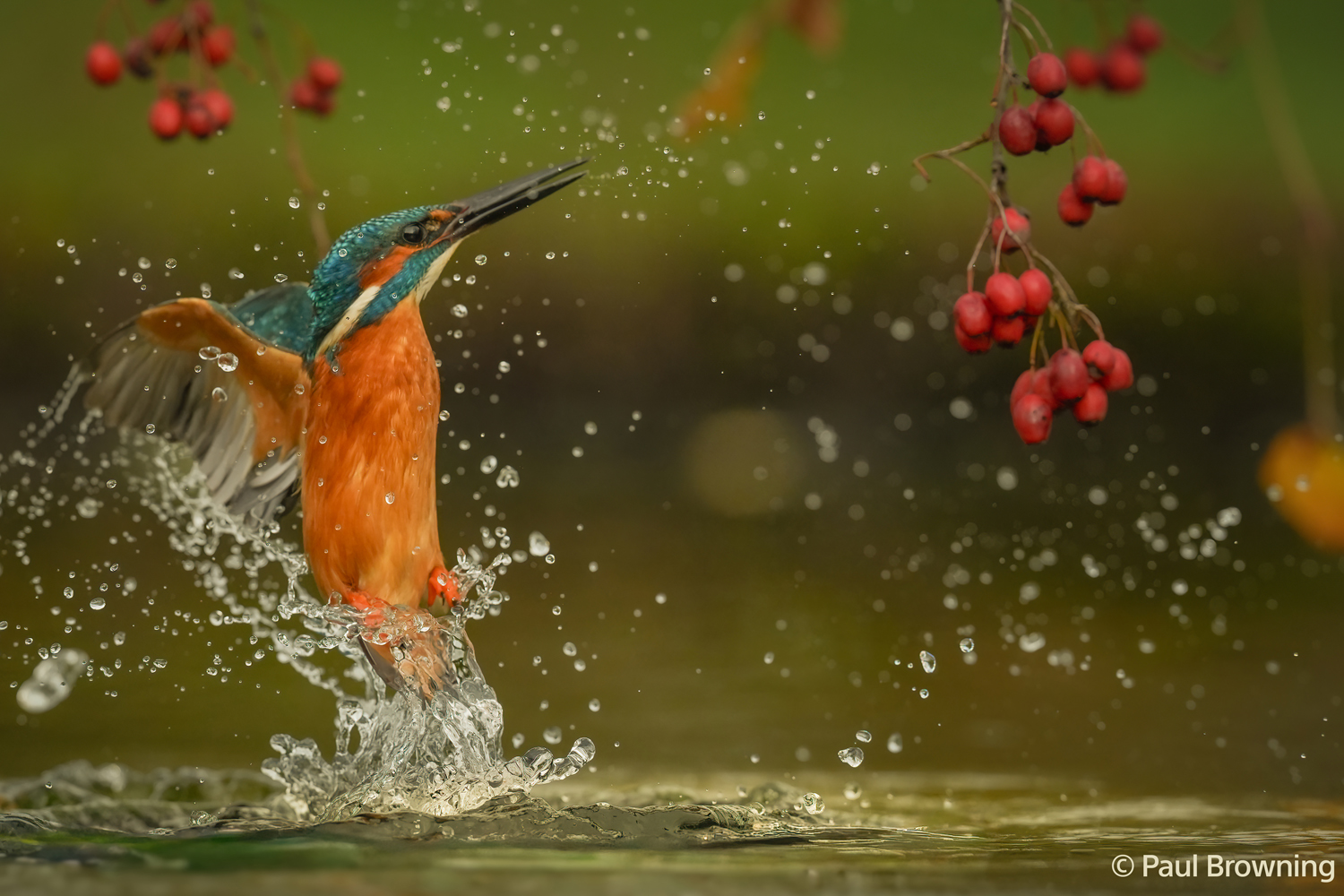Eisvogel in Bewegung, aufgenommen mit der A7 V