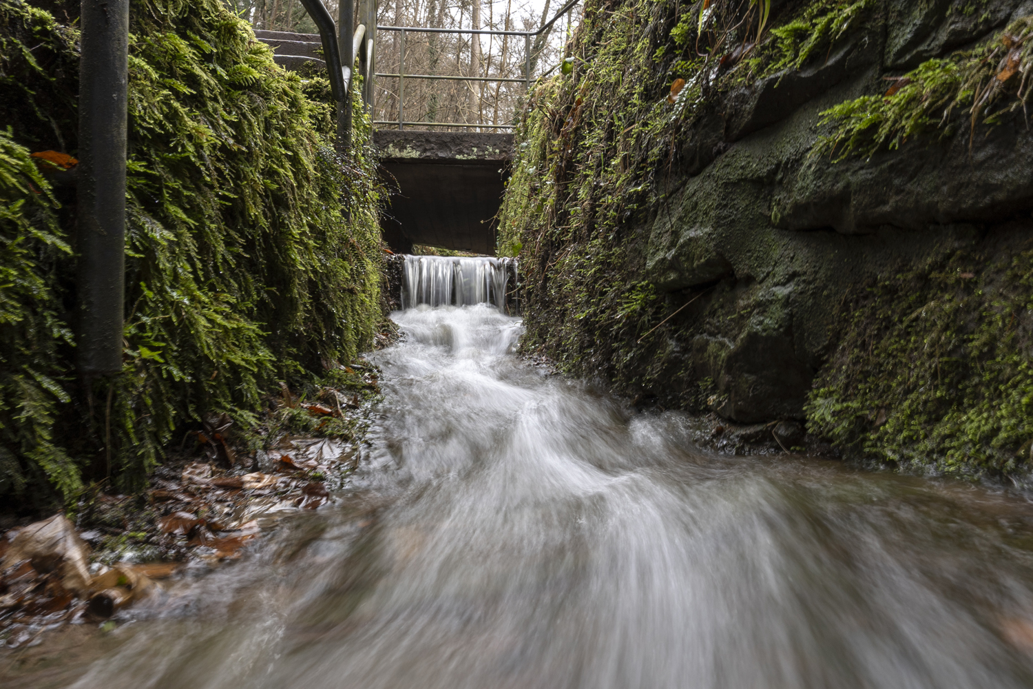 Sigma 15mm F1.4 DC Contemporary bestellen