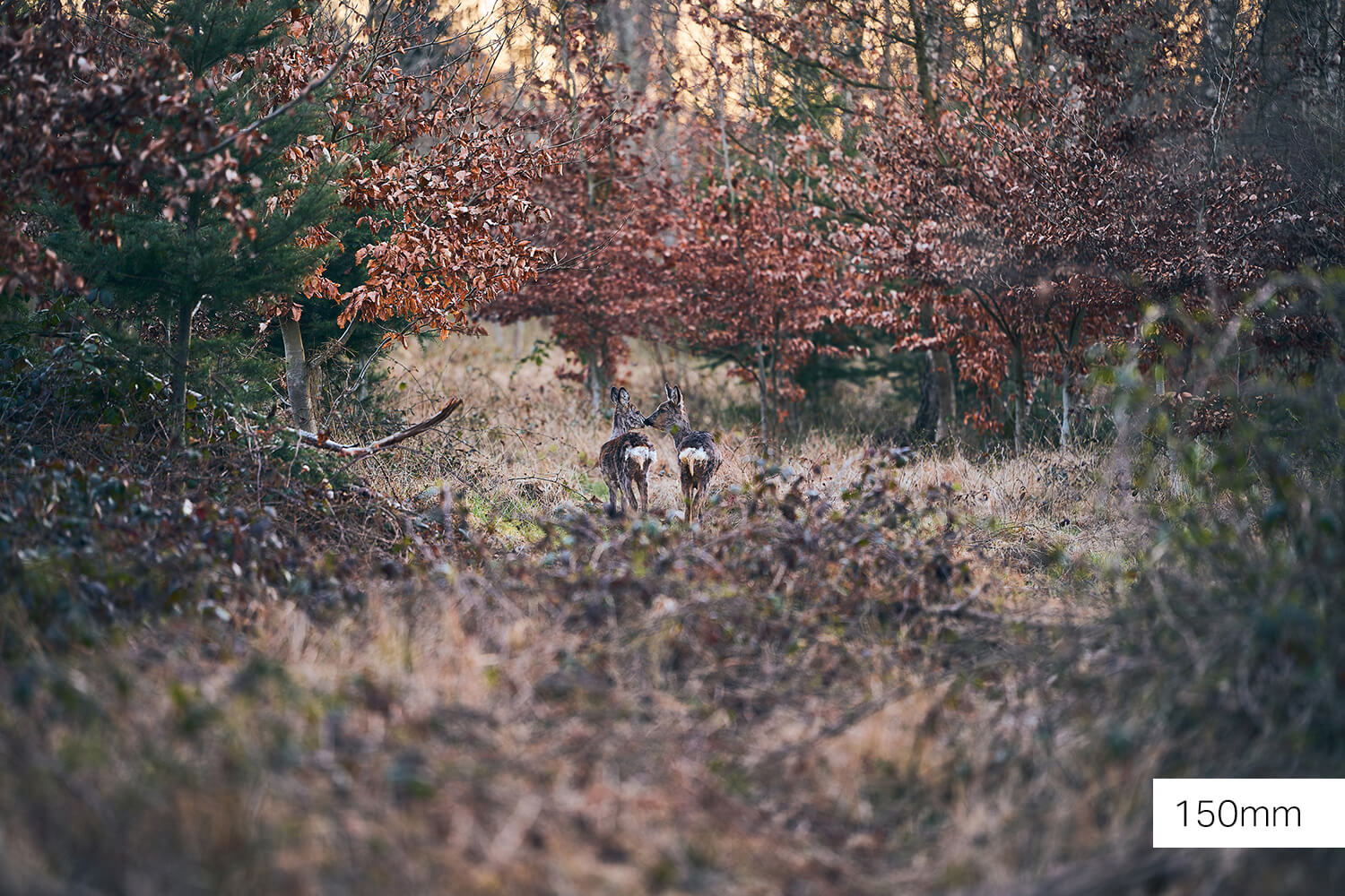 Sony FE 50-150 mm f2 Wildlife mit 150mm Offenblende