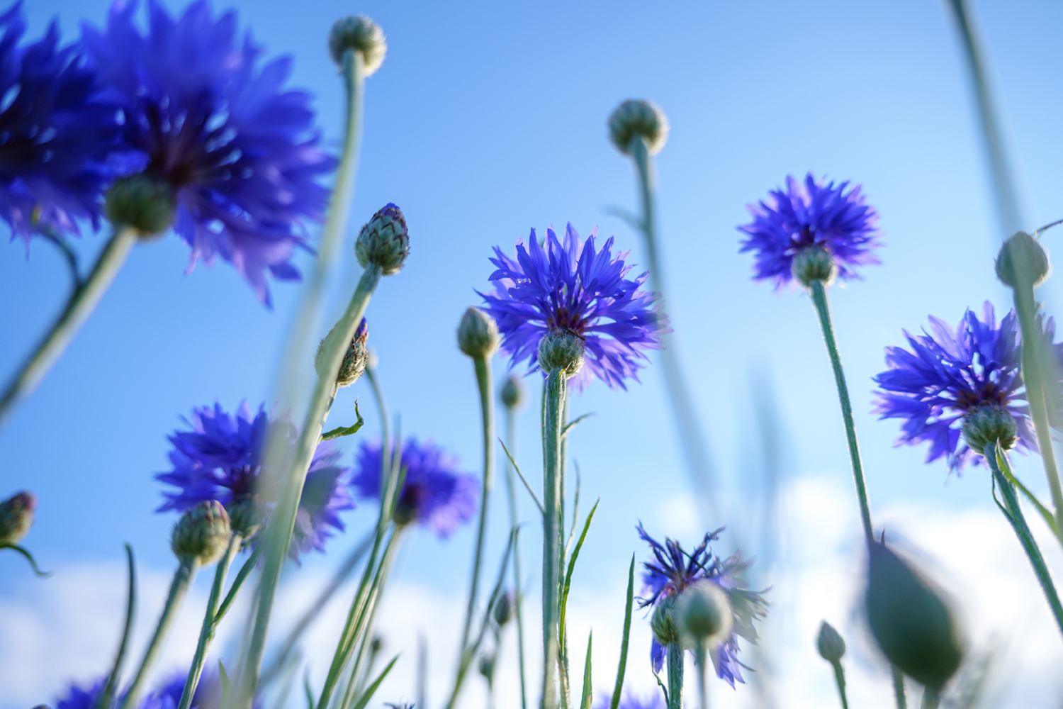 Sigma 18-50mm F2.8 DC DN Contemporary bestellen