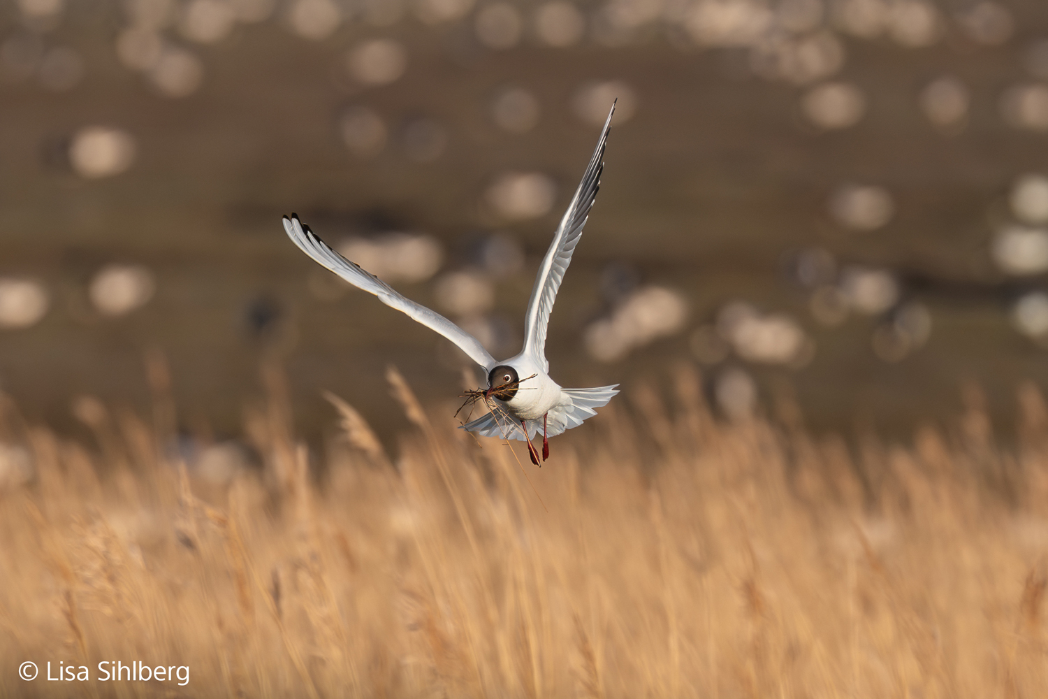 Moewe in Bewegung, aufgenommen mit dem FE 100–400mm F4.5 GM OSS von Sony