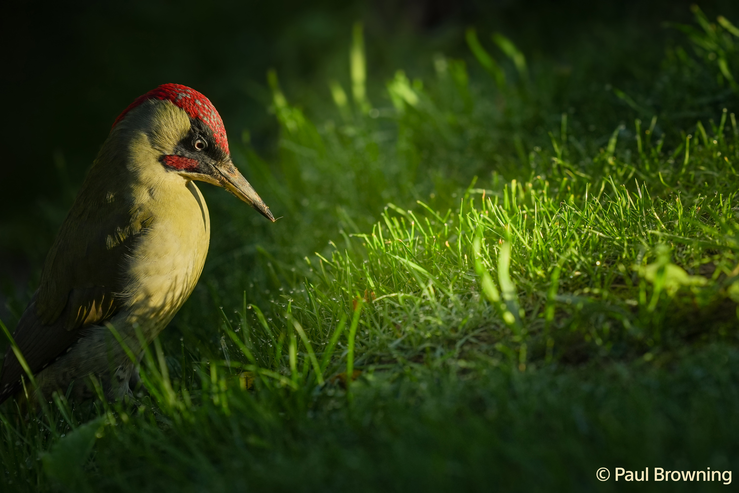 Vogelfotografie mit der A7 V