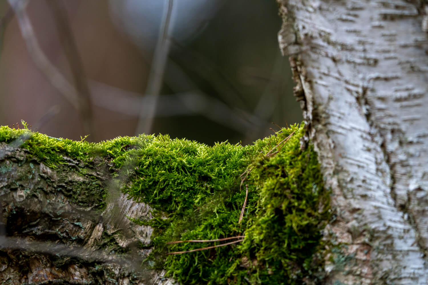 Sony 400-800 mm Beispielfoto Natur