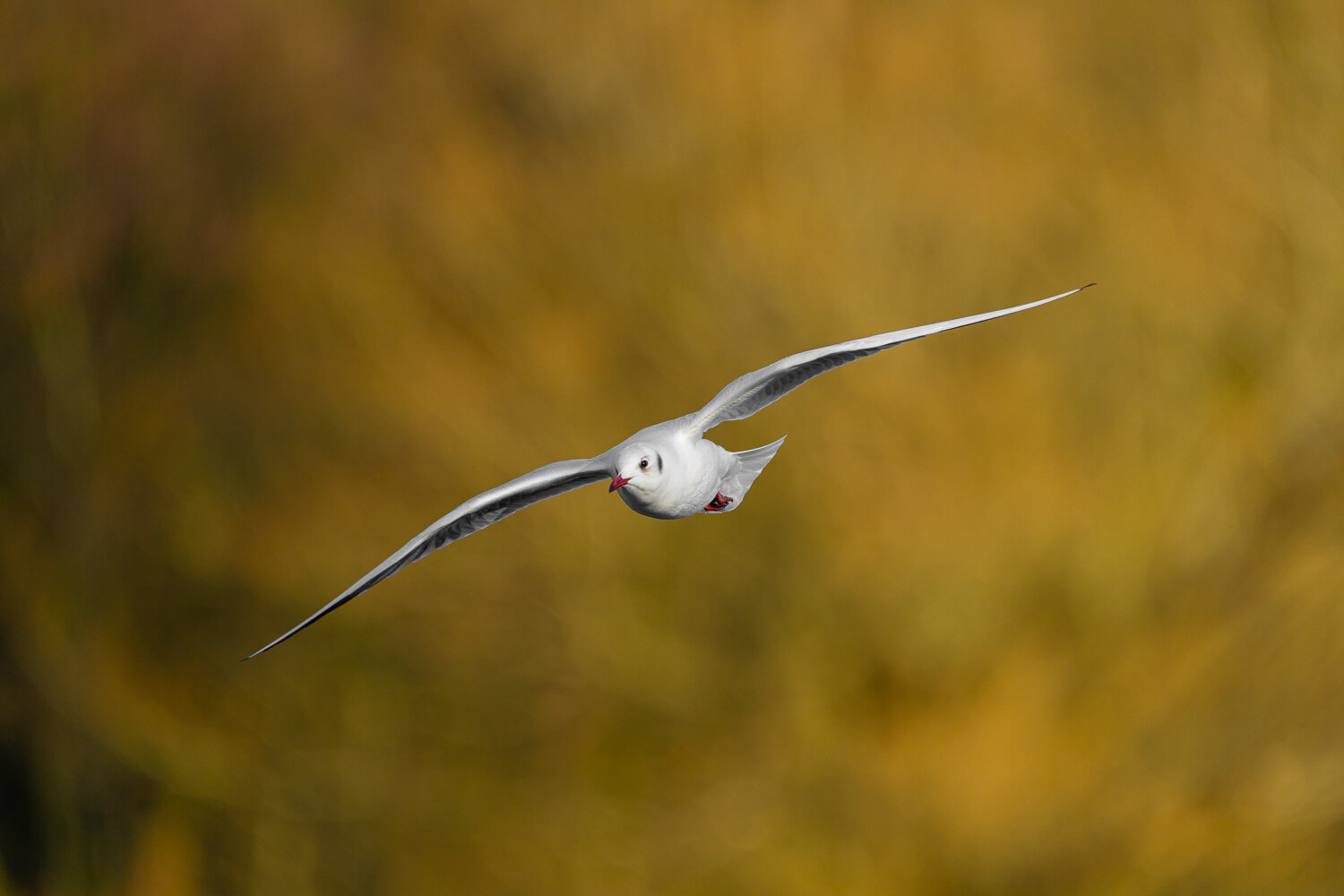 Sony 400-800mm F6.3-8 Beispielfoto