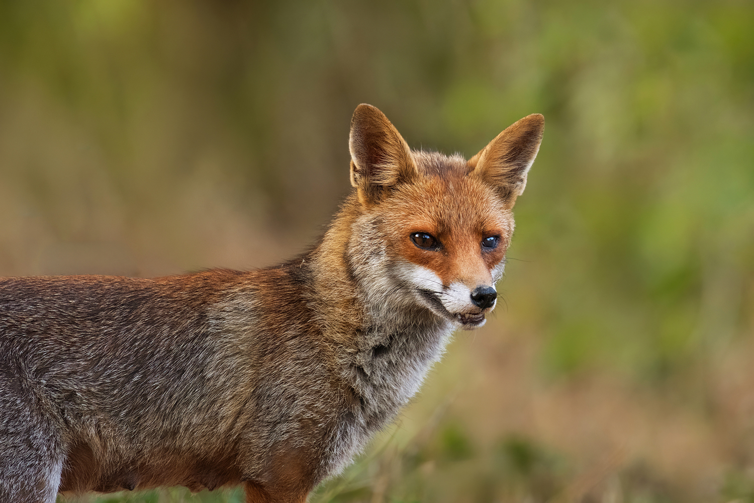 Fujifilm FUJINON XF 400mm F4.5 R LM OIS WR außergewöhnlich leicht und kompakt