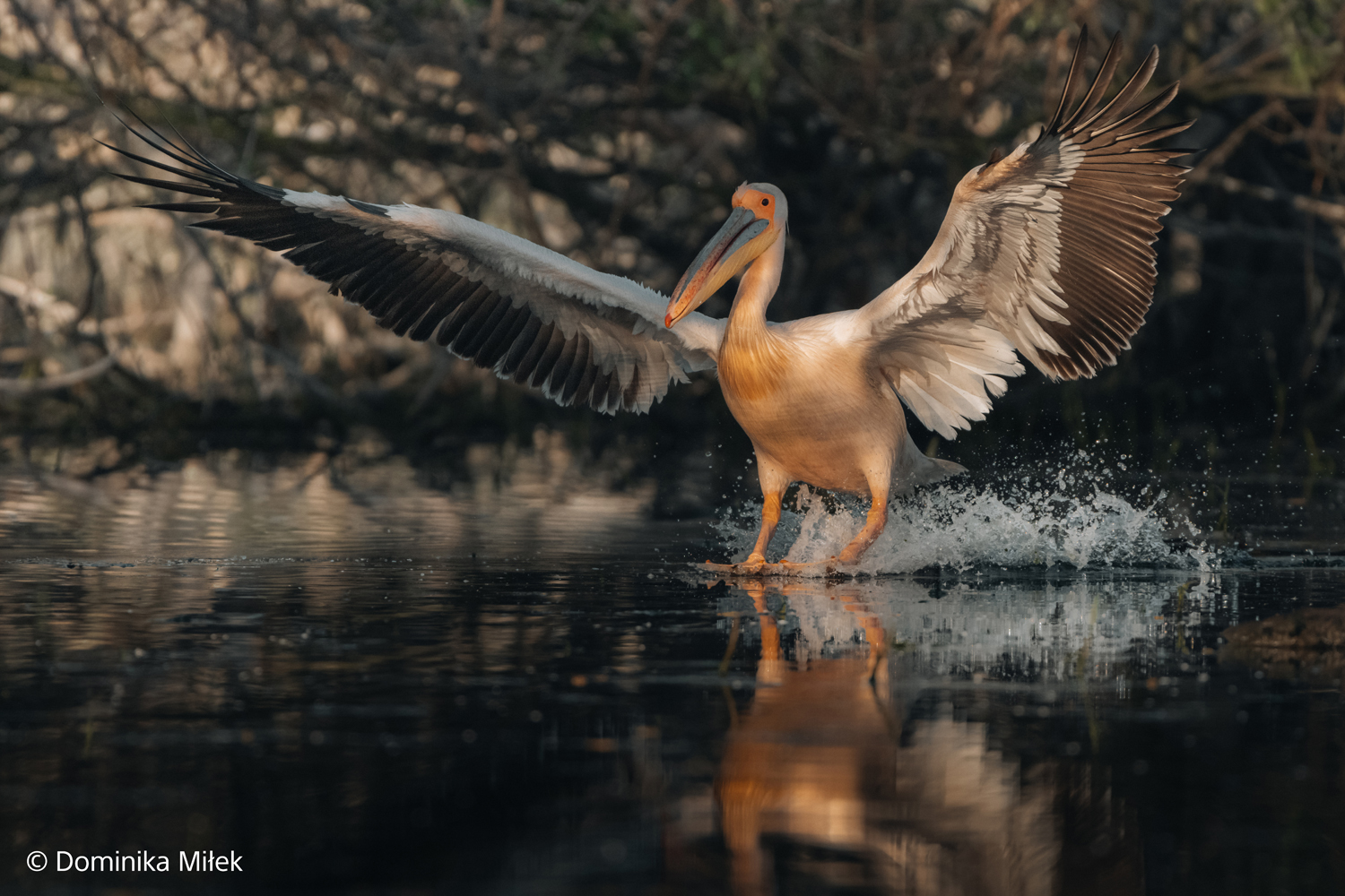 Landender Pelikan, aufgenommen mit dem FE 100–400mm F4.5 GM OSS von Sony