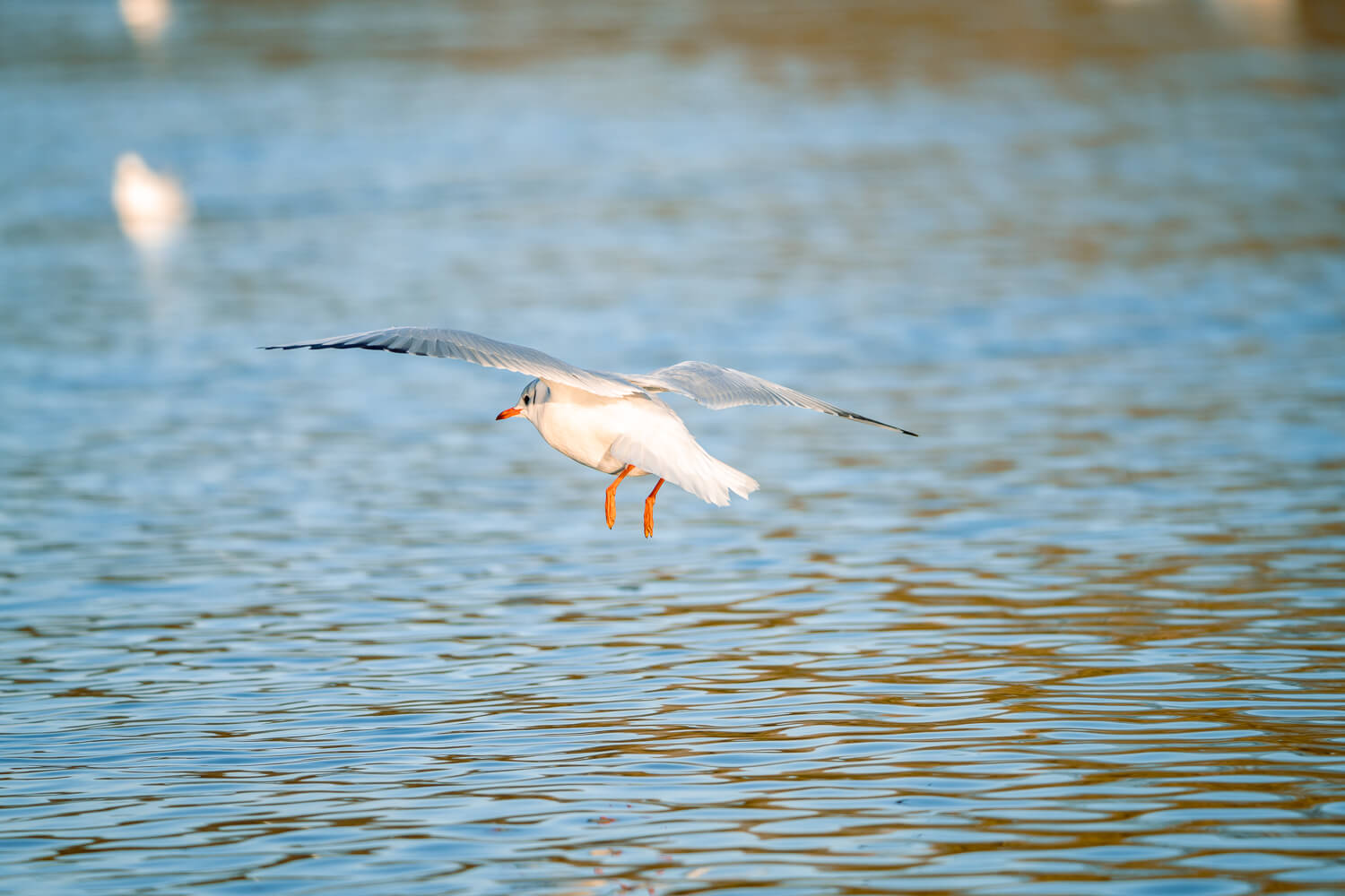 Sony 400-800 mm Beispielfoto Vogel im Flug