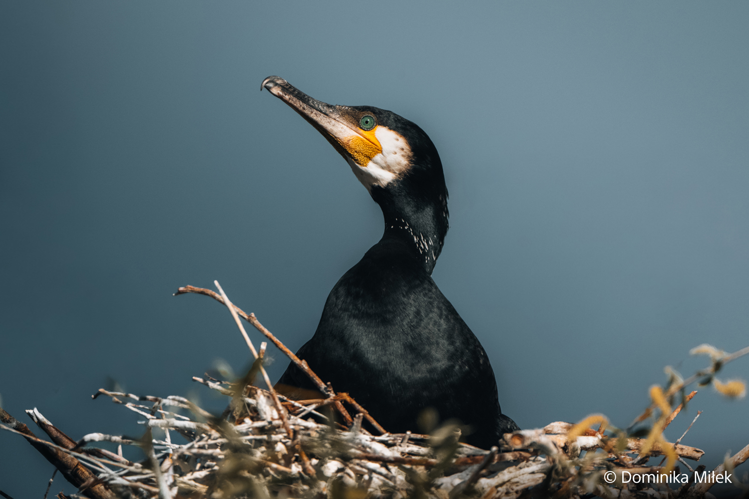 Wildlifefotografie mit dem  FE 100–400mm F4.5 GM OSS von Sony