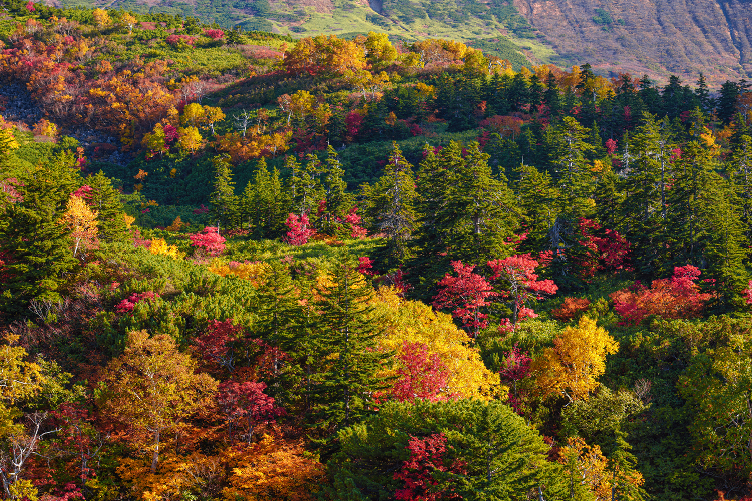 Lichtstarkes Zoomobjektiv 18-50mm F2.8 DC DN Contemporary