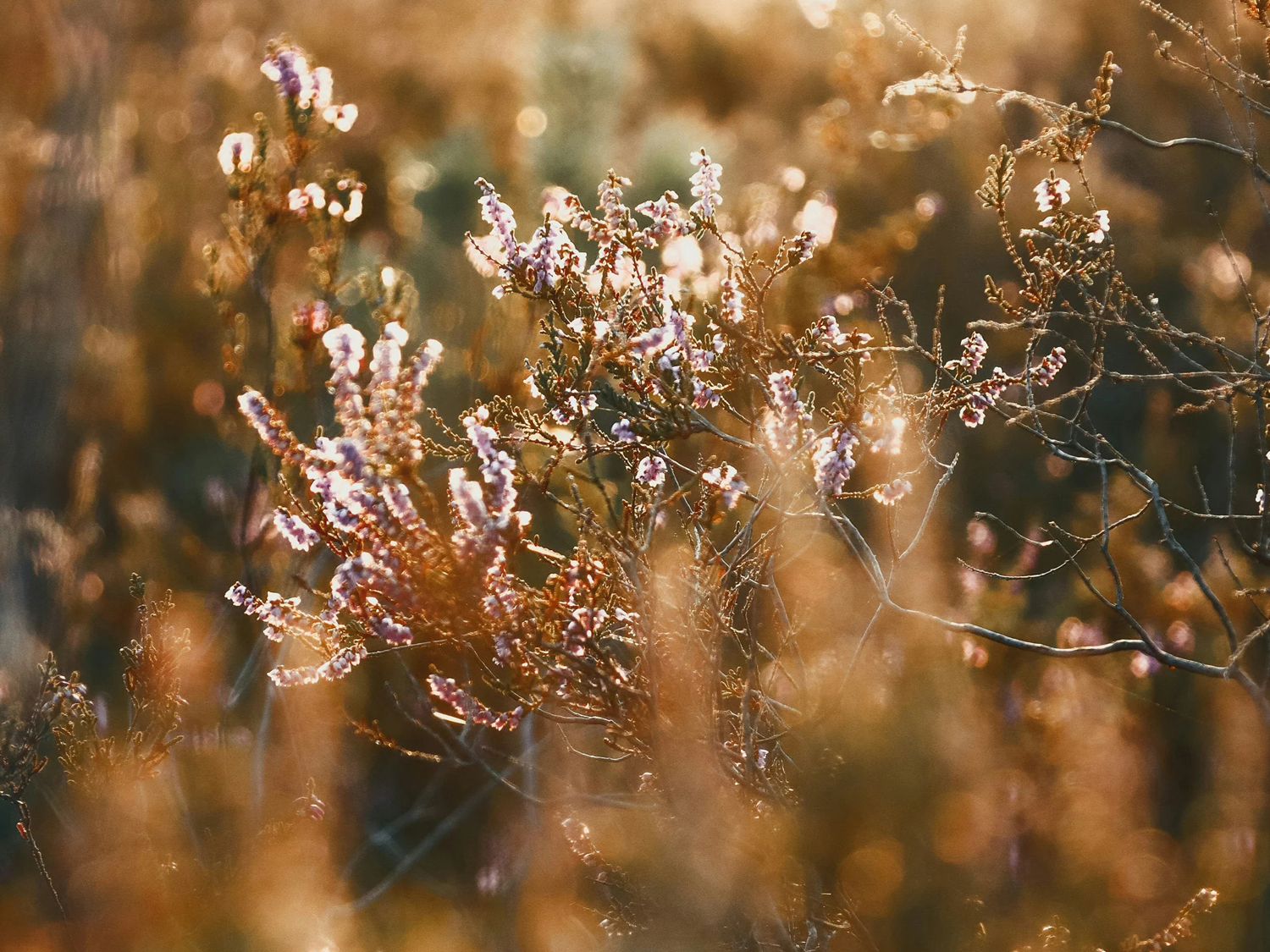 Viltrox 55mm F1.8 EVO kaufen