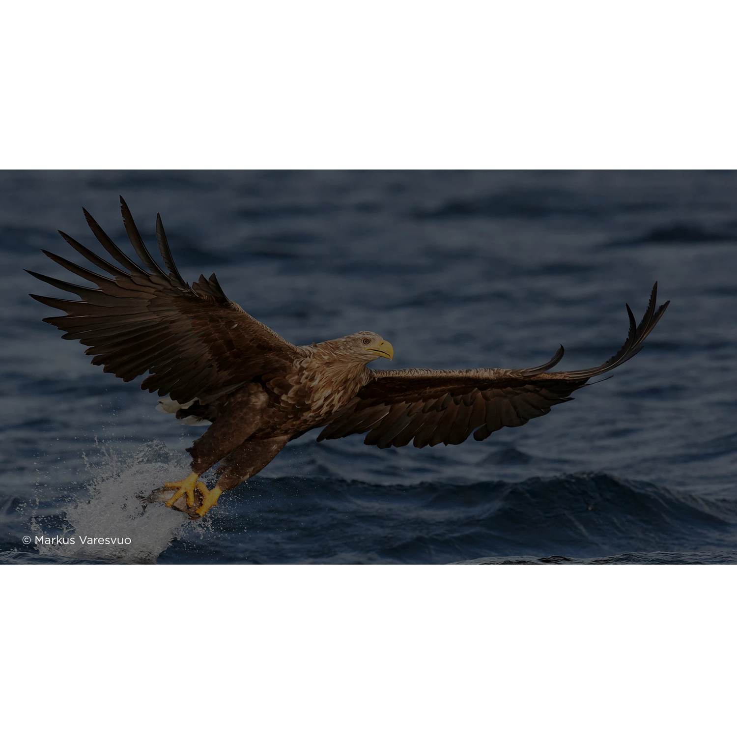 EF 600MM F/4L IS III