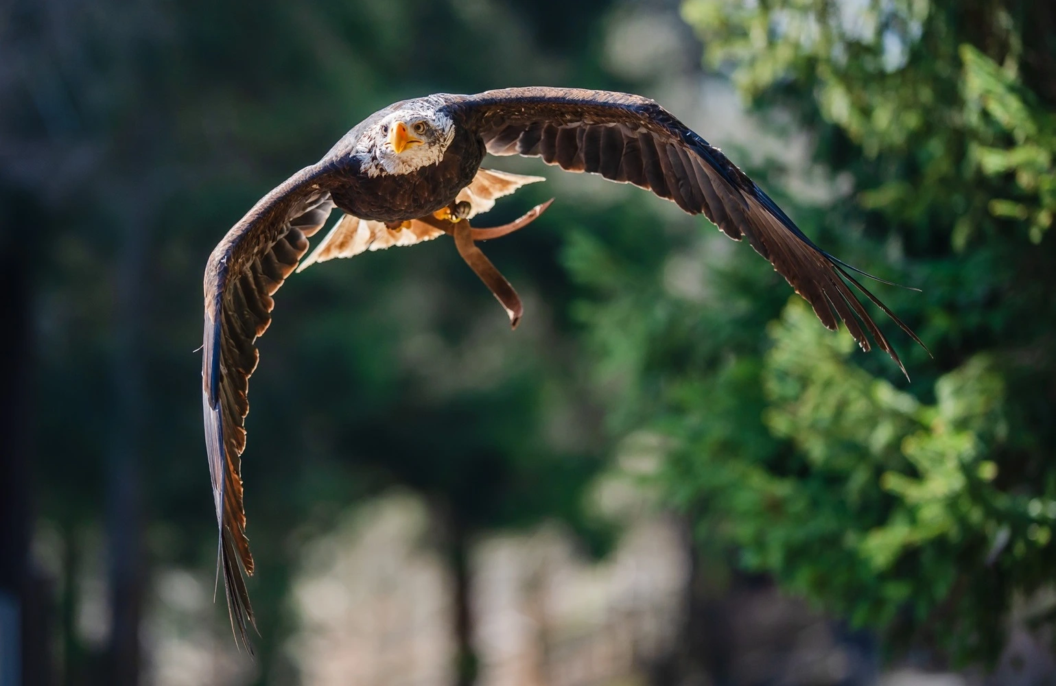 Sony - The Choice for Wildlife