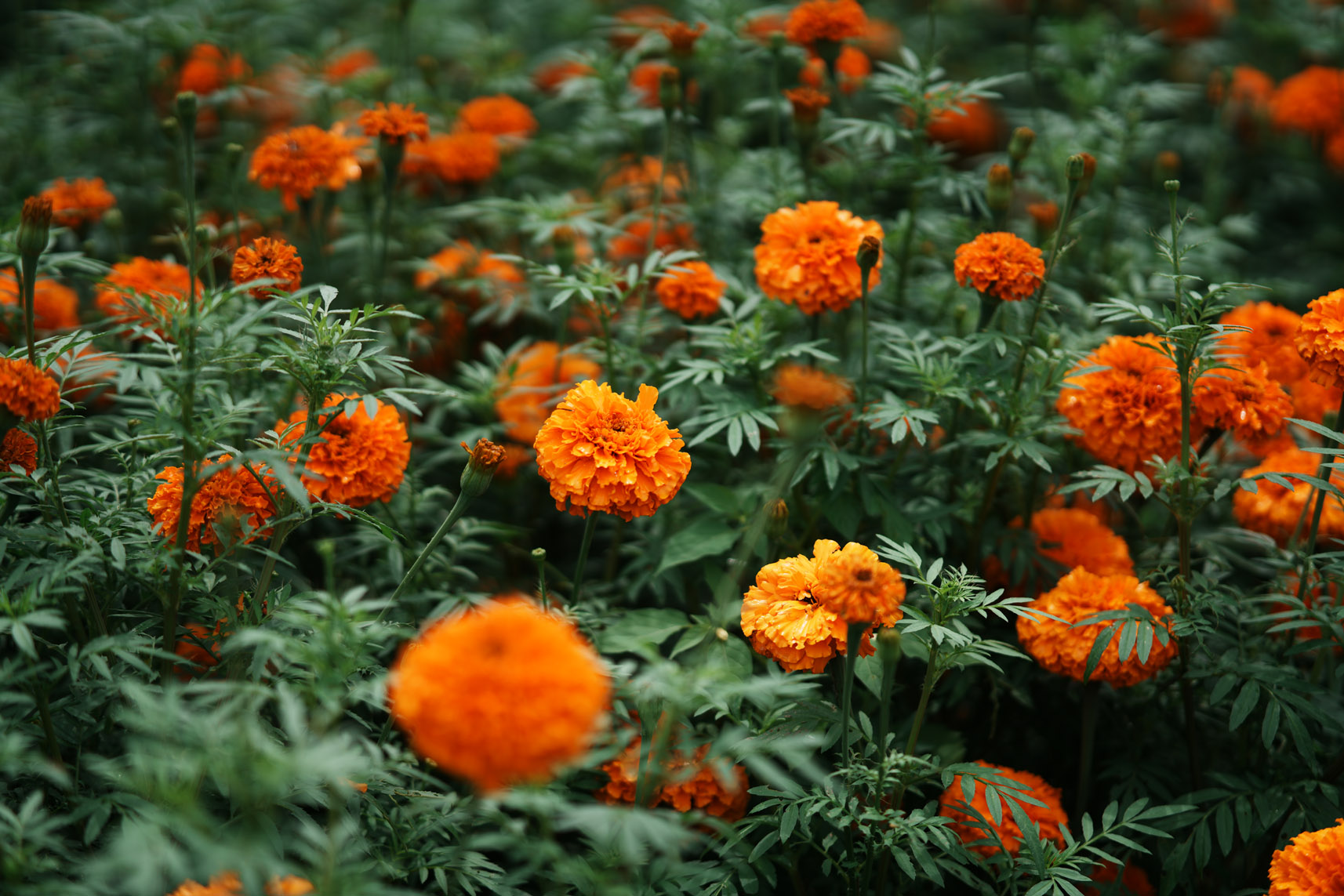 Pflanzenaufnahme mit dem Rollei AF 85mm F1.8.