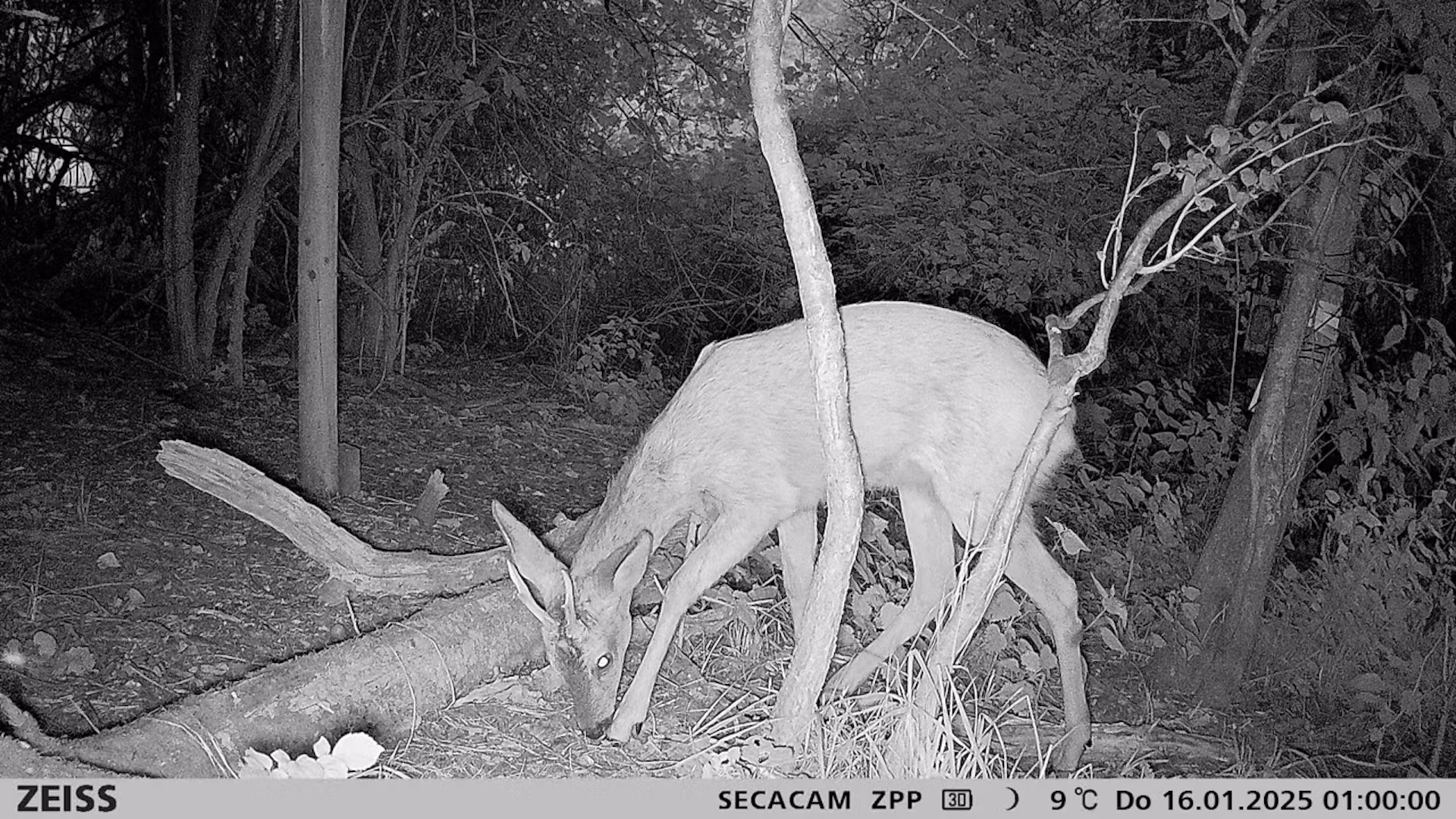 Intelligente Blitzanpassung