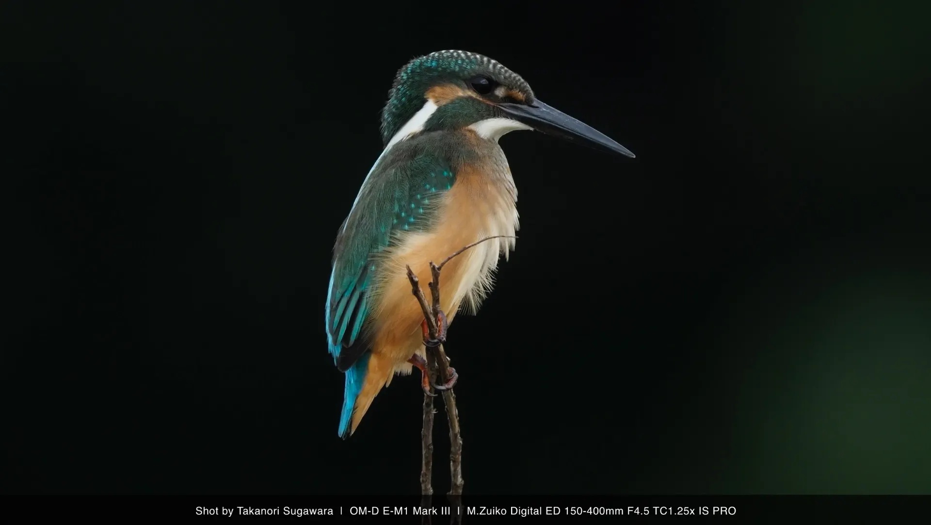 Eisvogelaufnahme, aufgenommen mit dem M.Zuiko Digital ED 150-400mm F4.5 TC1.25X IS PRO.