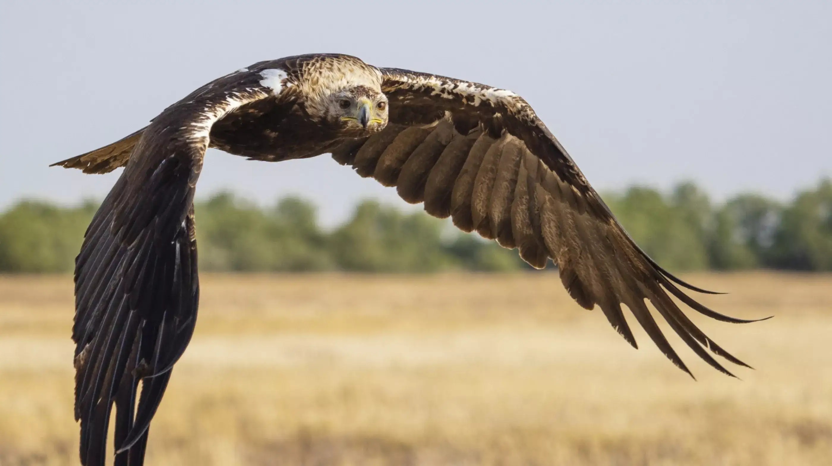 Wildtieraufnahme mit dem M.Zuiko Digital ED 40-150mm F2.8 PRO