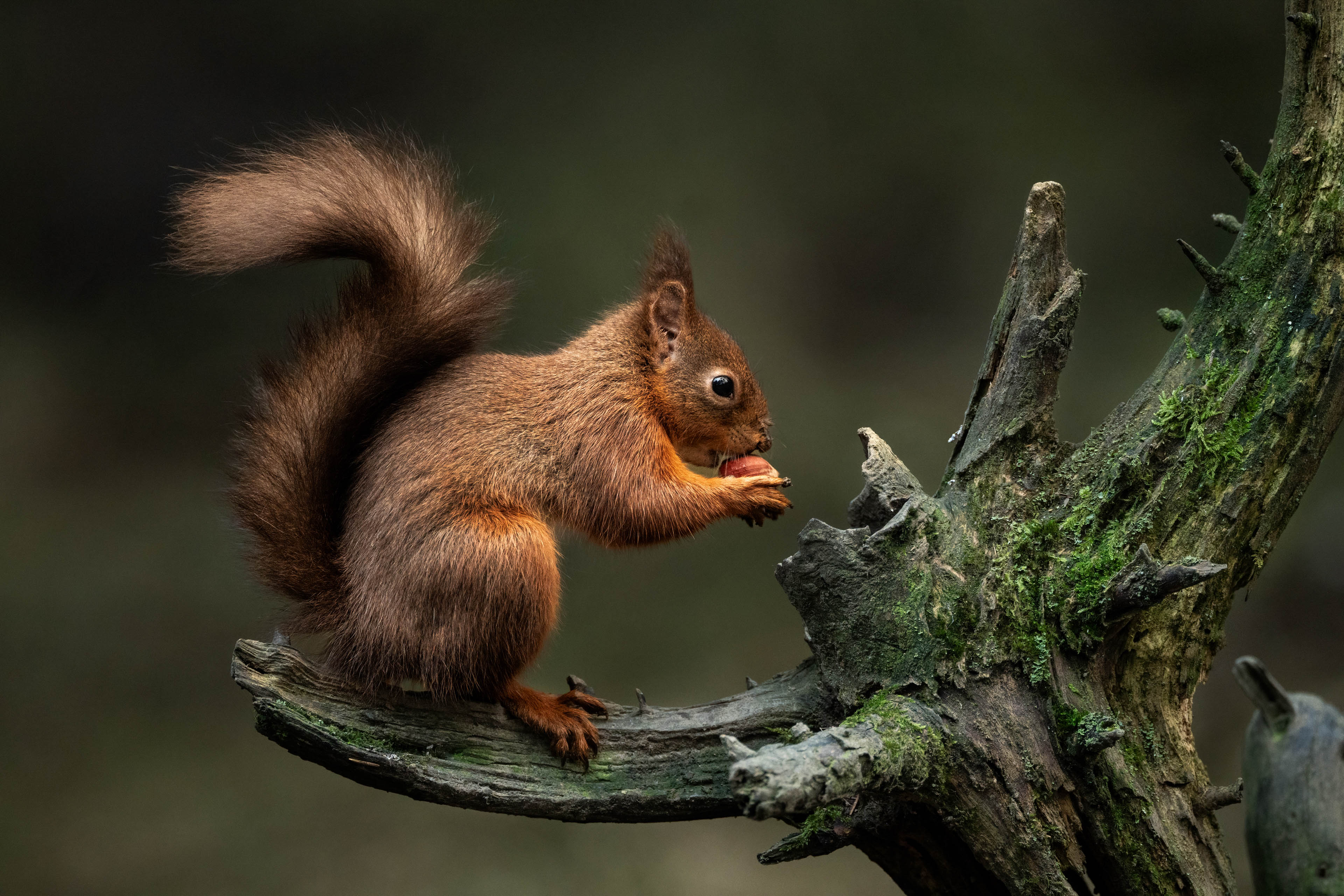 HLA-gesteuerter Hochgeschwindigkeits-AF