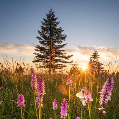 Beeindruckende AF-Leistung und Bildstablilisation