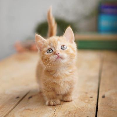 AF mit Augenerkennung in Echtzeit für Tiere