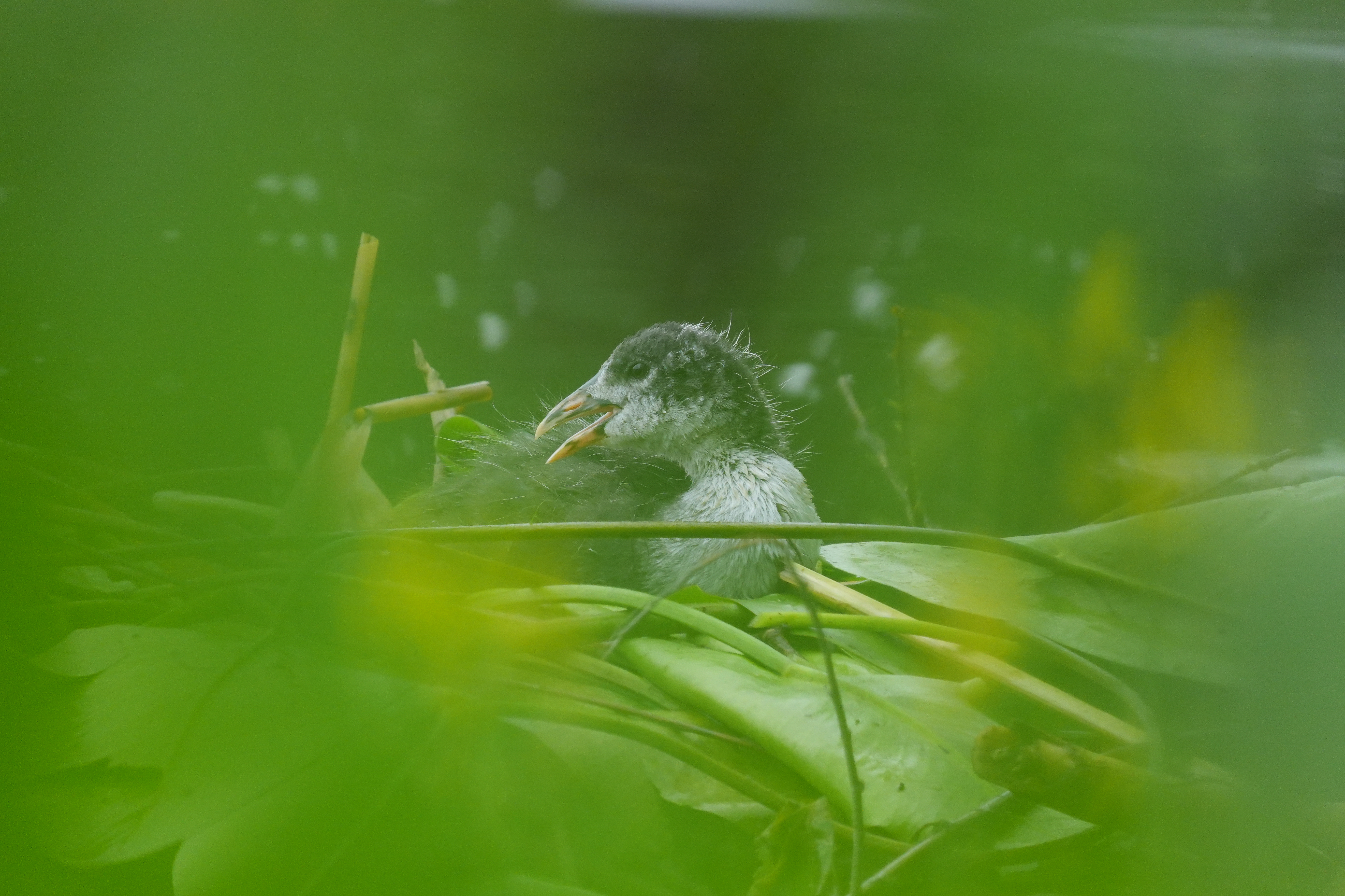 Sony RX10 V Zoom Möglichkeiten
