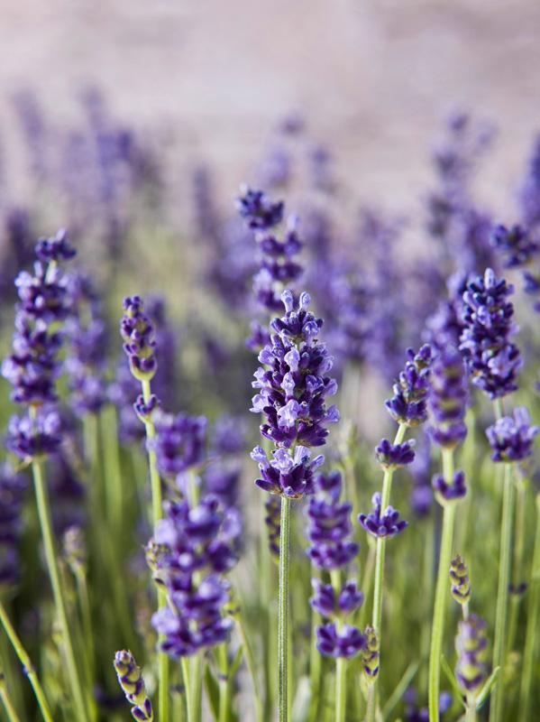 Nahaufnahme Lavendel mit Schärfentiefenverlauf