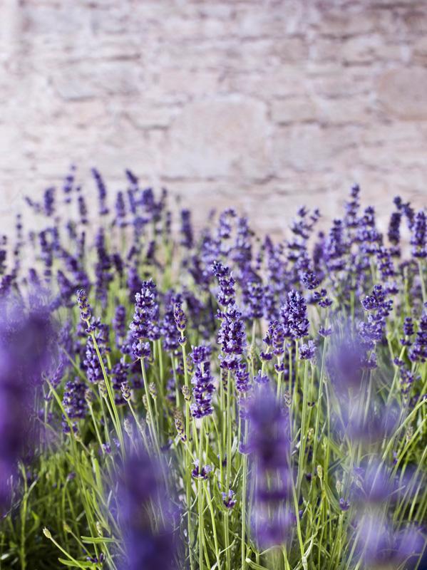 Nahaufnahme Lavendel mit Schärfentiefeverlauf