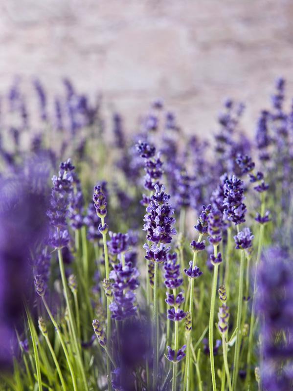 Nahaufnahme Lavendel mit Schärfentiefeverlauf