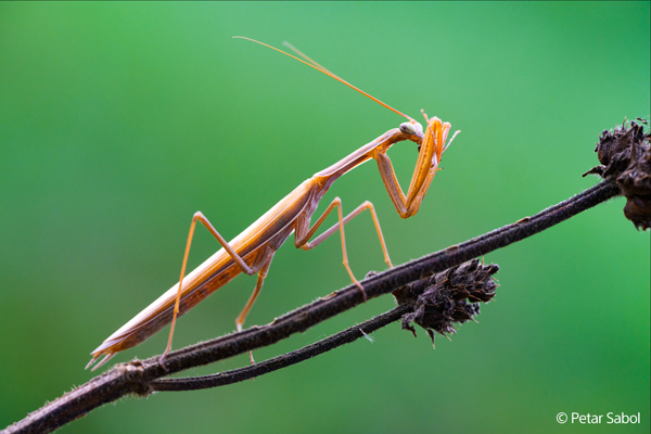 Makroaufnahme einer Gottesanbeterin mit dem FE 100mm F2.8 Macro GM OSS von Sony.