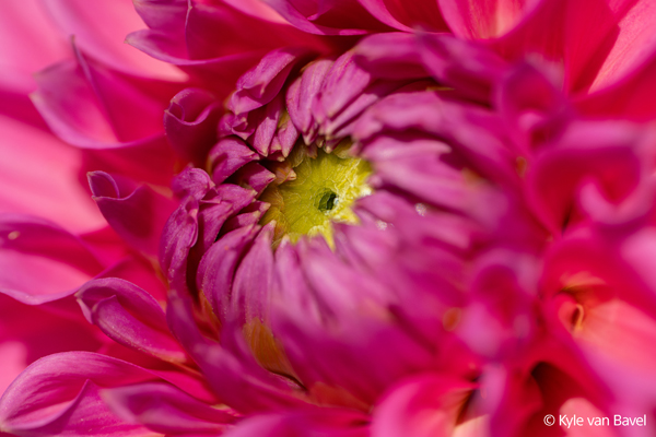 Nahaufnahme einer Blüte, aufgenommen mit dem Makroobjektiv FE 100mm F2.8 Macro GM OSS.