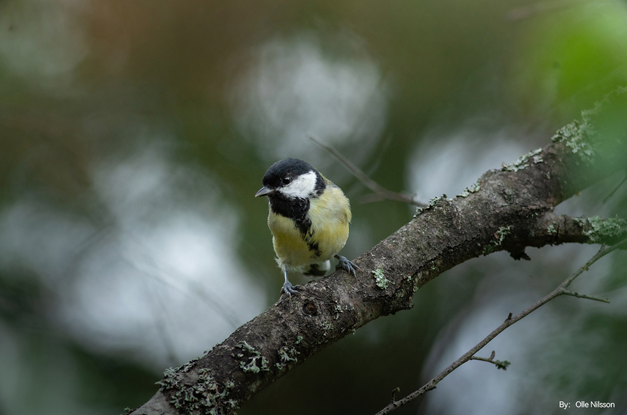 TTArtisan 500mm F6.3 ED Tele bestellen