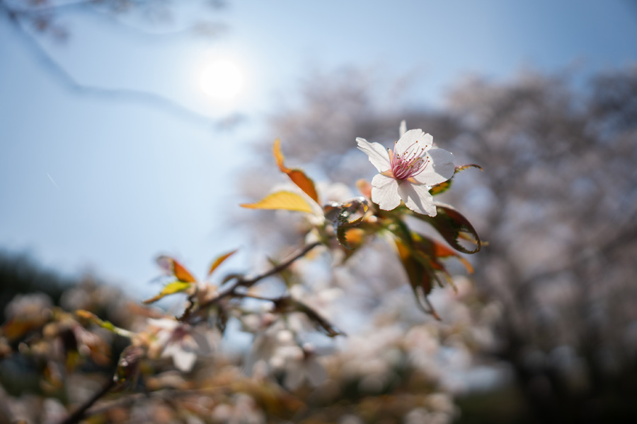 Sigma 12mm F1.4 DC Contemporary mit reaktionschellem Autofokus