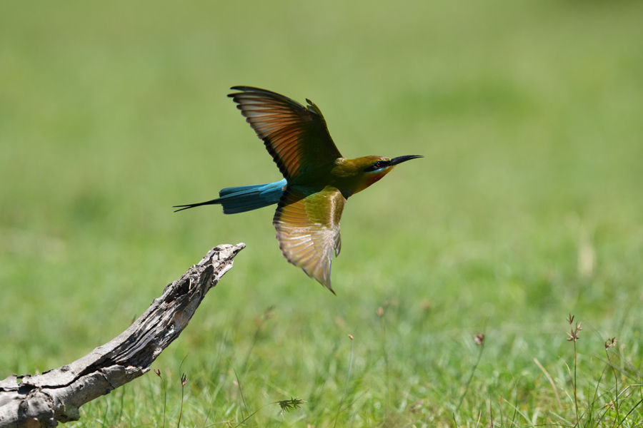 Wildlifeaufnahme mit der Sony Alpha 7R VI