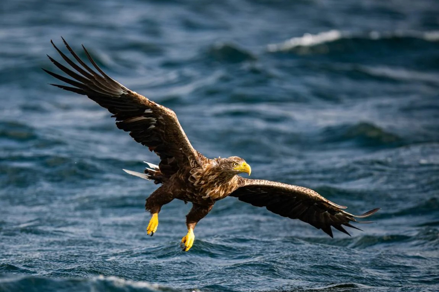 Vogelfotografie mit dem NIKKOR Z 120-300mm F2.8 TC VR S