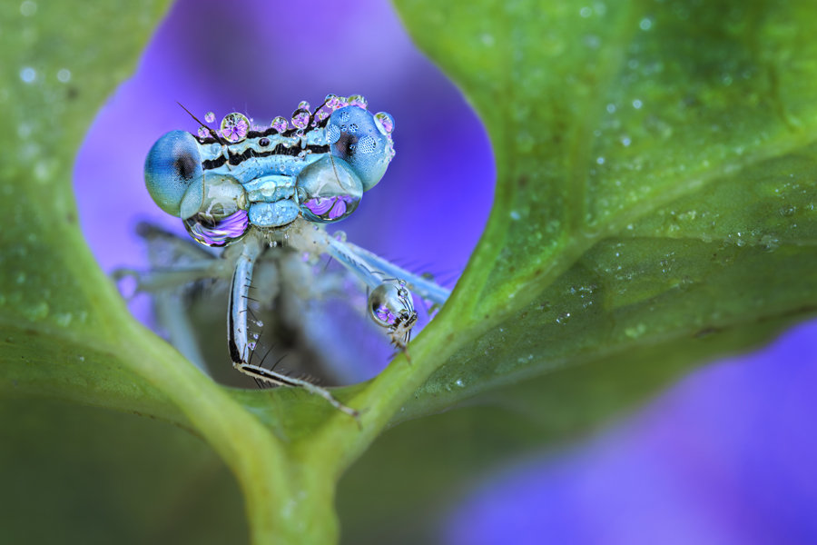 Makroaufnahme mit dem LAOWA 180mm F4.5 1,5X Ultra Macro APO