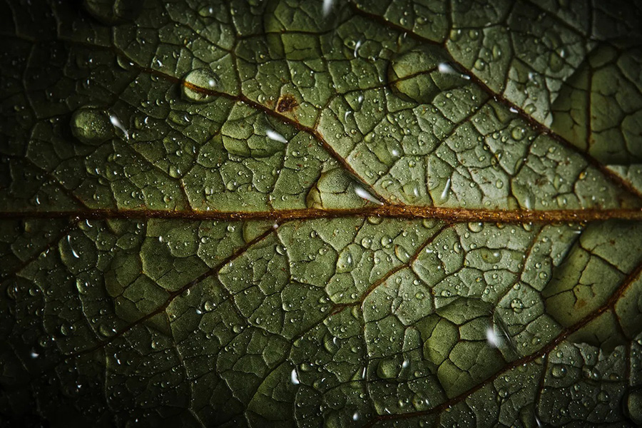 Fängt selbst Wassertropfen perfekt ein: Das Fujifilm FUJINON XF 80mm F2.8 R LM OIS WR Macro